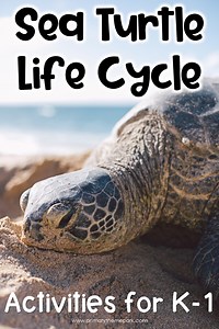 Sea Turtle Life Cycle Activities