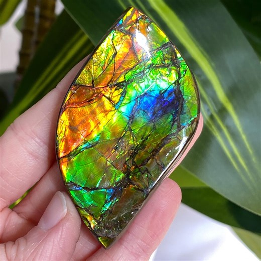 Ammolite, AAA Ammolite, Rainbow Ammolite Fossil, High Quality Ammolite Specimen - Etsy