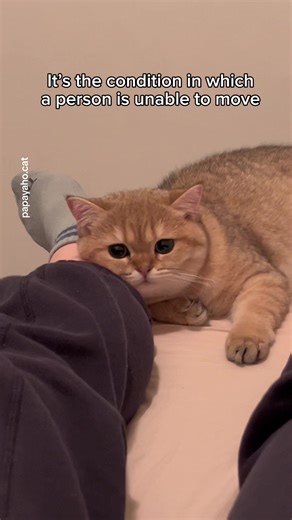 Understanding Feline Paralysis: Causes and Symptoms