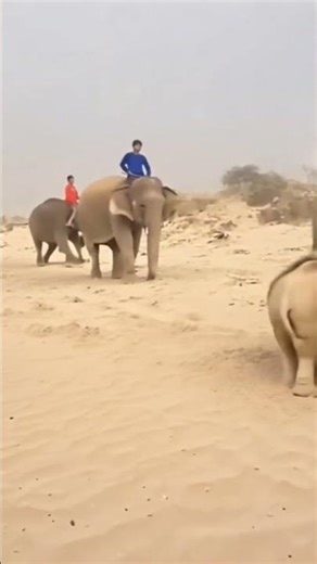 elephant run back 🔙#elephant #angry #comedy #funny