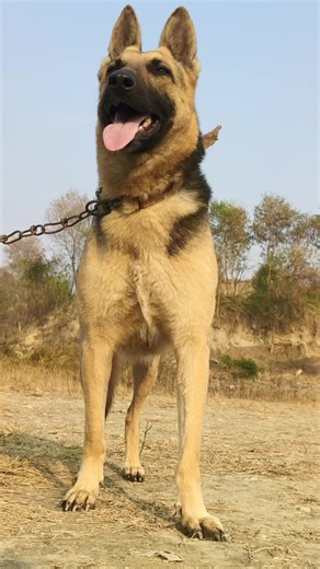 German Female Labrador and Husky Babers Hair Care