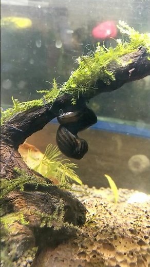 Nerite snail breeding behaviour | zebra nerite#snails#plantedaquarium#plants#shorts