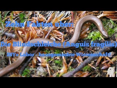 Zehn Fakten über die Blindschleiche