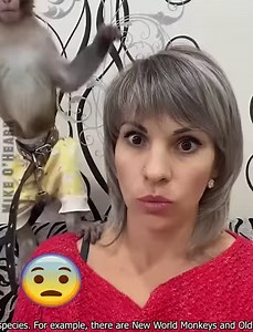 Best Monkey Moments | Mike O'Hearn