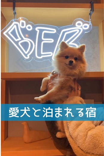 期間限定の足だけサウナやってて、最高すぎた🤤💗夜にはシアターも登場するよ🤩 #冬と春のホテルキャンペーン #星野リゾートbeb5 #星野リゾート #愛犬と泊まれる宿 #ペットとお出かけ #軽井沢 #可愛いペット#CerealCerdik