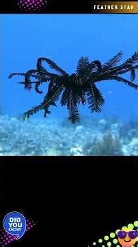 FEATHER STARS | SEA LILIES | CRINOID (AUDIO) @DISCOVER WHATZ UNIQUE #FEATHERSTARS #SEALILIES #IUCN