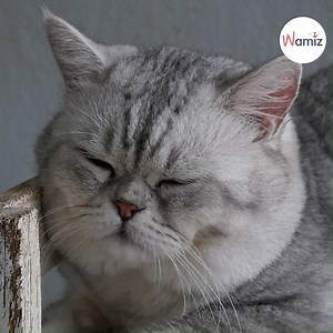 45K views · 857 reactions | Mais pourquoi les chats dorment-ils autant ? Sont-ils tout simplement de terribles fainéants ? Font-ils des rêves ? Comment parviennent-ils à s'endormir si facilement, et si longtemps ? Découvrez 5 choses que vous ignoriez peut-être sur le sommeil de nos compagnons félins ! | Wamiz | Facebook
