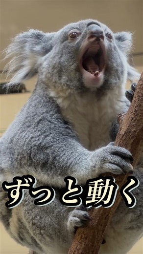 東京で見たコアラ、めっちゃ動く #koala #コアラ