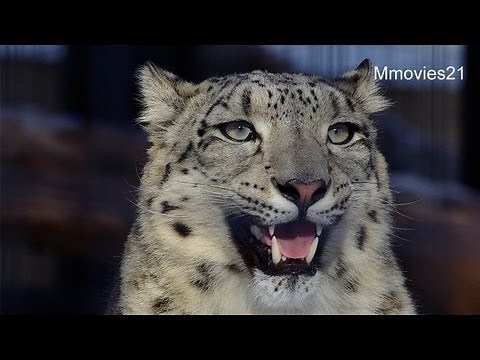 Snow Leopards ユキヒョウ リアンの鳴き声
