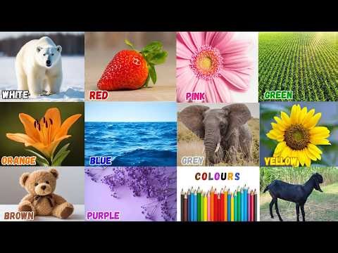 We Love All the Colors|Lets Learn Colors Song for Kids|Nursery Rhyme & Kids Song| #englishsongs2026