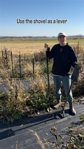 Murtha Flower Farm on Instagram: "🪧T post removal hack. 🪏 Not all T posts will easily remove like this, but most will! I find it quicker to do this way than getting on and off a tractor with the post remover attachment. 🚜 #murthaflowerfarm #farm #farmwork #fence #flowerfarm #farmchores #gardencleanup #cleanup"