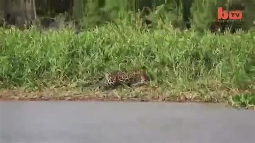 Видео Jaguar Attacks Caiman Crocodile - CLOSE UP FOOTAGE (2) | OK.RU