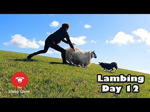 THE BIG CATCH! The joys of lambing sheep outdoors! | Vlog 12 - Lambing 2021