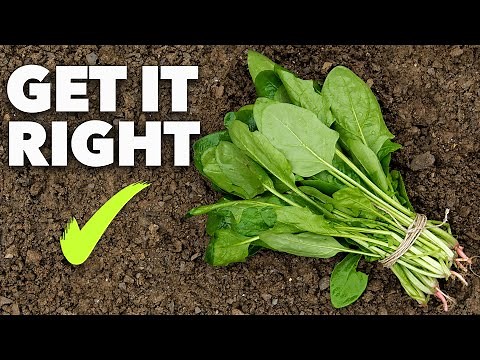 Spinach Growing Masterclass: Grow Super-Fast Leaves