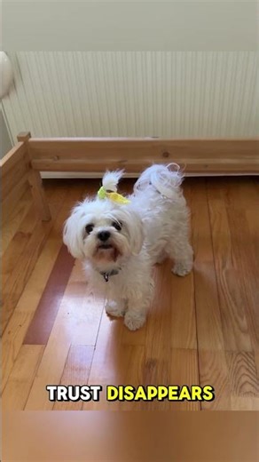 How I Disciplined My Dog Without Punishment (And It Actually Worked!)