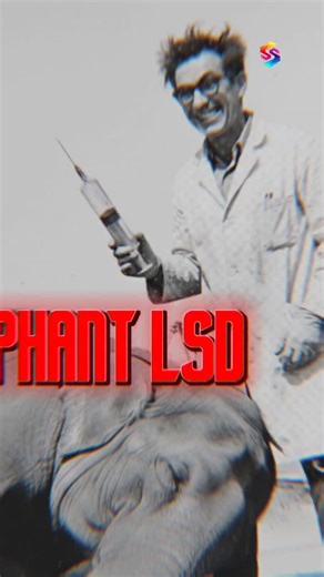 SS Knowledge TV on Instagram: "The Elephant LSD Experiment – The Most Disturbing Animal Test in History In 1962, a horrifying experiment shocked the entire world. Dr. Louis Jolyon West, a psychiatrist from the University of Oklahoma, decided to test what would happen if a 14-year-old Indian elephant named Tusko was injected with a massive dose of LSD — a hallucinogenic drug powerful enough for 3,000 humans. The experiment was conducted inside the Oklahoma City Zoo, where the team hypothesized th