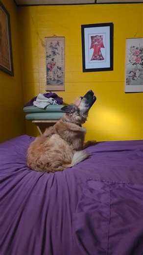 Dog's bed howls #shorts