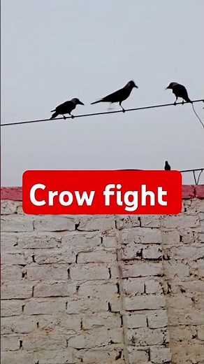 Crow sound effects 🔥 | Relaxing and natural bird sounds" #crowsounds #crows #crowofStories