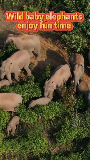 70K views · 947 reactions | Wild baby elephants are having fun with their families in Jinghong City, southwest China's Yunnan Province. #elephant #Yunnan | China Xinhua News | Facebook