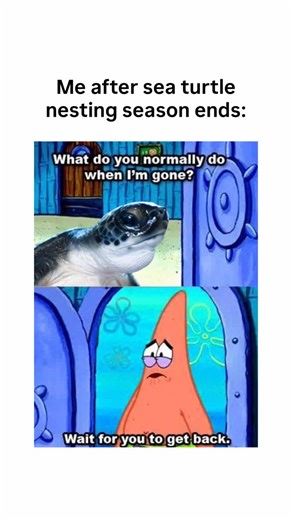 Sea turtle nesting season in Florida runs from March 1 through October 31 (Although we have hatchlings still emerging in January and occasional leatherback nesting in February) But don’t worry, there’s still so much you can do to help sea turtles year-round: • Pick up trash on beaches and waterways • Turn off or shield beachfront lights at night • Stay off dunes and protect native vegetation • Reduce plastic use (it matters all year) • Report injured or stranded turtles Brevard county STPS (321-