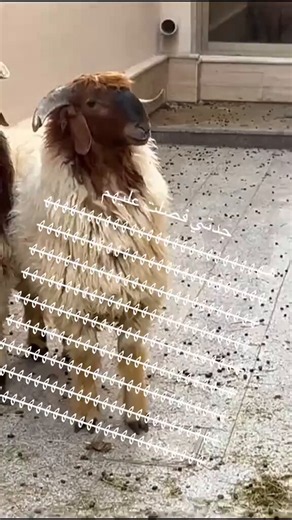 جايبين خرفان العيد ولعل الخرفان أعدموا البيت للجدة وصورته وتقول هذولا مو ضحايا هذولا مفسدين في الأرض ، إلي صرعني ضحك إنهم واقفين يسمعون التهزيء 😅