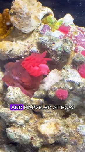 So that’s how sea anemones reproduce. #healing #seaanemone #cute #shortvideo