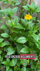 Top 5 plantas que no conocías y que pueden ser tóxicas o venenosas incluir en la dieta alimenticia de tus cuyes o cobayos #cobayos #cobayas #cuyes #cuy #cuyos #conejillosdeindias #conejillosdeinfantiles #cobayas #cobayos #cuyesecuador #CrianzaDeCuyes #crianzadecobaya #animalesdegranja #granja #cobayastiktok #ezeplantshandmade | Crianza de cuyes