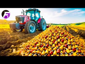 How Indian Farmers Harvest 3 MILLION Tons of Cashew Nuts | Unbelievable Cashew Process Journey