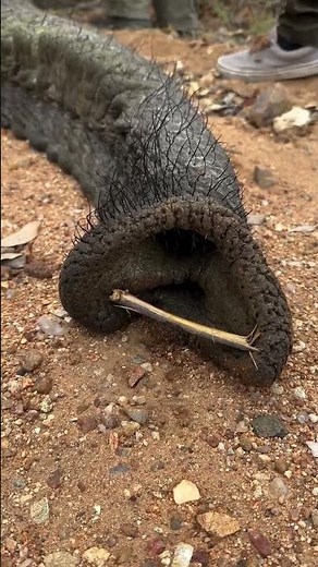 Elephant Sounds in the Wild - SNORING!