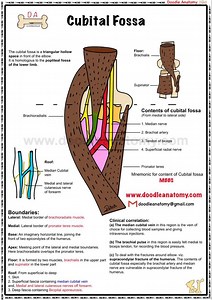 5K views · 56 reactions | 料 Cubital Fossa: The Gateway of Vital...