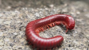 Download A light brown millipede moves along a natural rock for free
