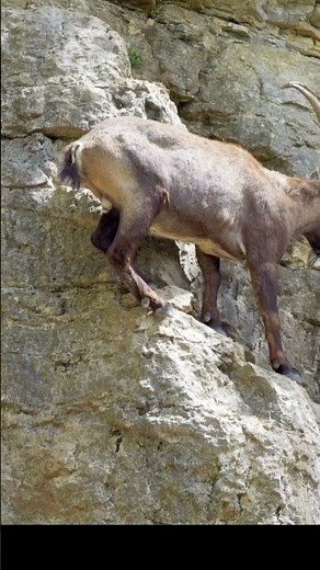 🐐 Alpine Ibex – Master of Impossible Cliffs | 4K