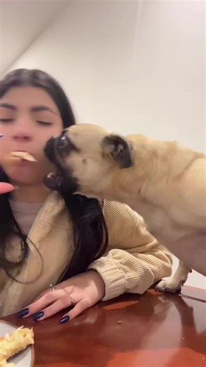 I’m always hungry #pug #puglife #puppy | Marie A. Cox