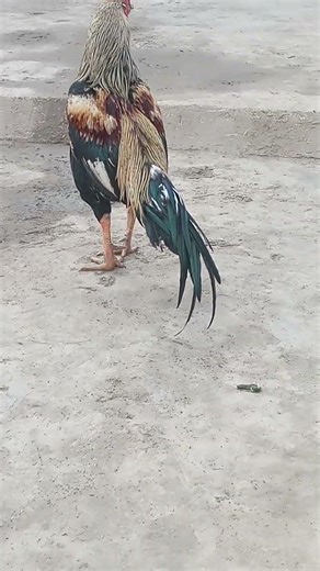 white aseel Han 🐔 and Java aseel fighter Rooster 🐓