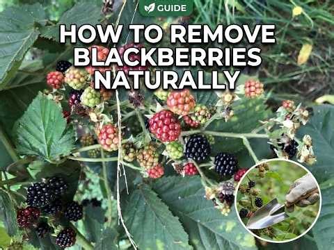 final how to remove blackberries naturally 6
