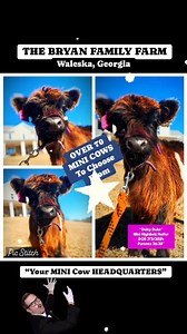 4 comments |  OVER 70 Mini Cows To Choose From  | The Bryan Family Farm | Facebook