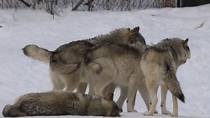 Timber Wolves Stock Footage Video (100% Royalty-free) 8714833 | Shutterstock
