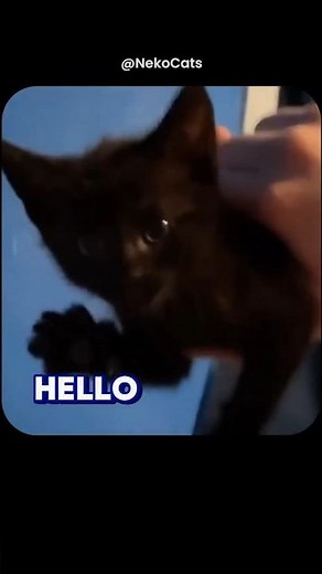 This Cat Says “Awoo” and “Hello”! Cutest Talking Cat on the Internet! 🐱🗣️