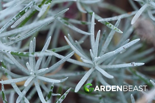 Curry Plant Guide: How to Grow & Care for “Helichrysum Italicum”