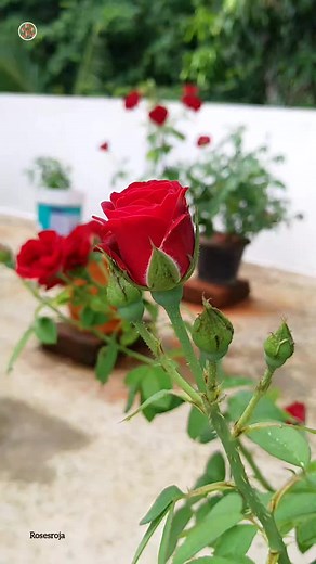 19K views · 869 reactions | Roses on Reels | Facebook