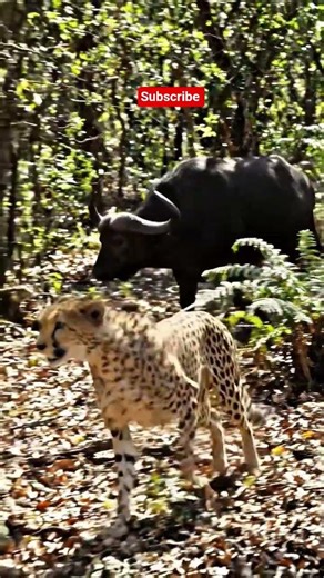 WILD Cheetah Attacks Buffalo in the Forest?