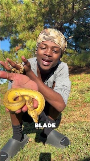 My New Ball Python! 😲🐍 #reptiles #snake #ballpython #pets #shorts #fypシ゚viral