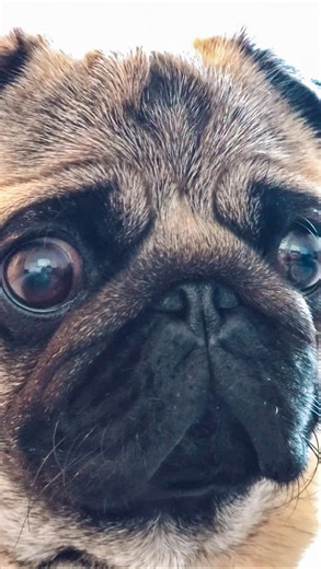 Spud the Pugtato on Instagram: "Enough said 😂🍔 #Flashback to our top video of Spud just being his normal food-motivated self. Dad was taking this video to see what would happen. We did NOT expect this kind of upfront reaction right at the camera!! 🤣👀 . . . . . . #fbf #foodislife #pugsofinstagram #pugs #funnydogs #dogsofinstagram #puglife #weeklyfluff #pugstagram #puglovers"