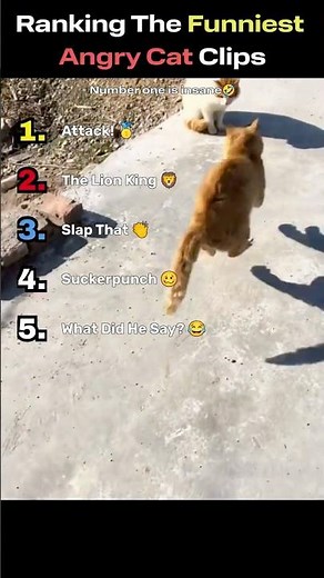 Angry Cats vs Everything 😂 | Funny Cat Attacks Compilation