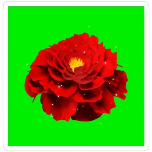 Green Screen Rose Flower Green Screen 4K, Chroma Key, Green Background, Green Status, Green Screen