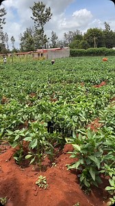 Green capsicum farming | Farm With Fred