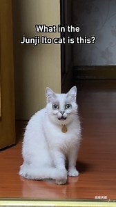 Ma, there's weird looking cat inside! #junjiito #timburton #9gag #cat | 9GAG Vibes