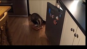 62K views · 1K reactions | A hungry badger who sneaked into a house...