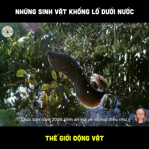 Những sinh vật khổng lồ dưới nước | Động vật hoang dã