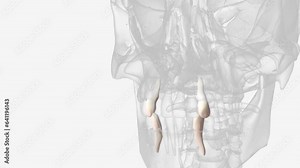 maxillary canine mandibular canine 3d .